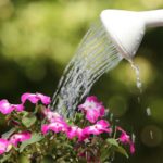 Fiori vengono innaffiati