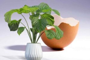Pianta e guscio d'uovo