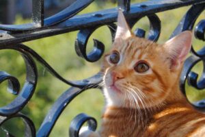 Gatto sul balcone