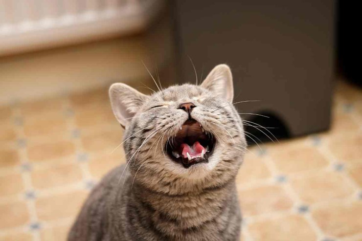 Gatto che miagola