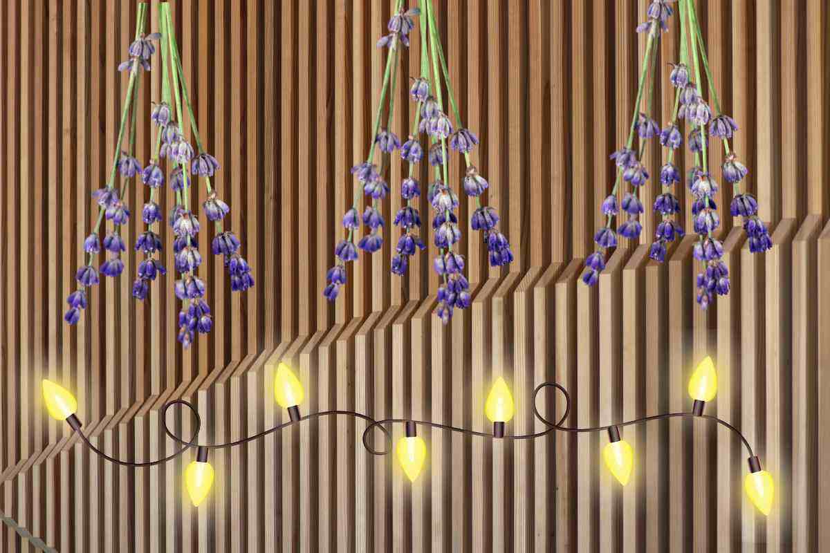 Parete con lavanda e luci