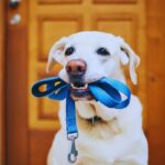 cane con guinzaglio blu in bocca