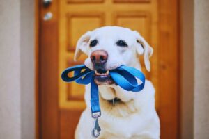 cane con guinzaglio blu in bocca