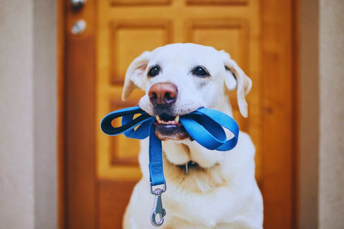 cane con guinzaglio blu in bocca