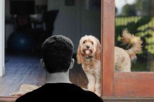 Cane sulla porta