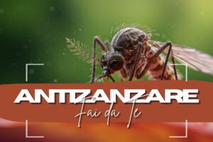Zanzara in primo piano e scritte davanti