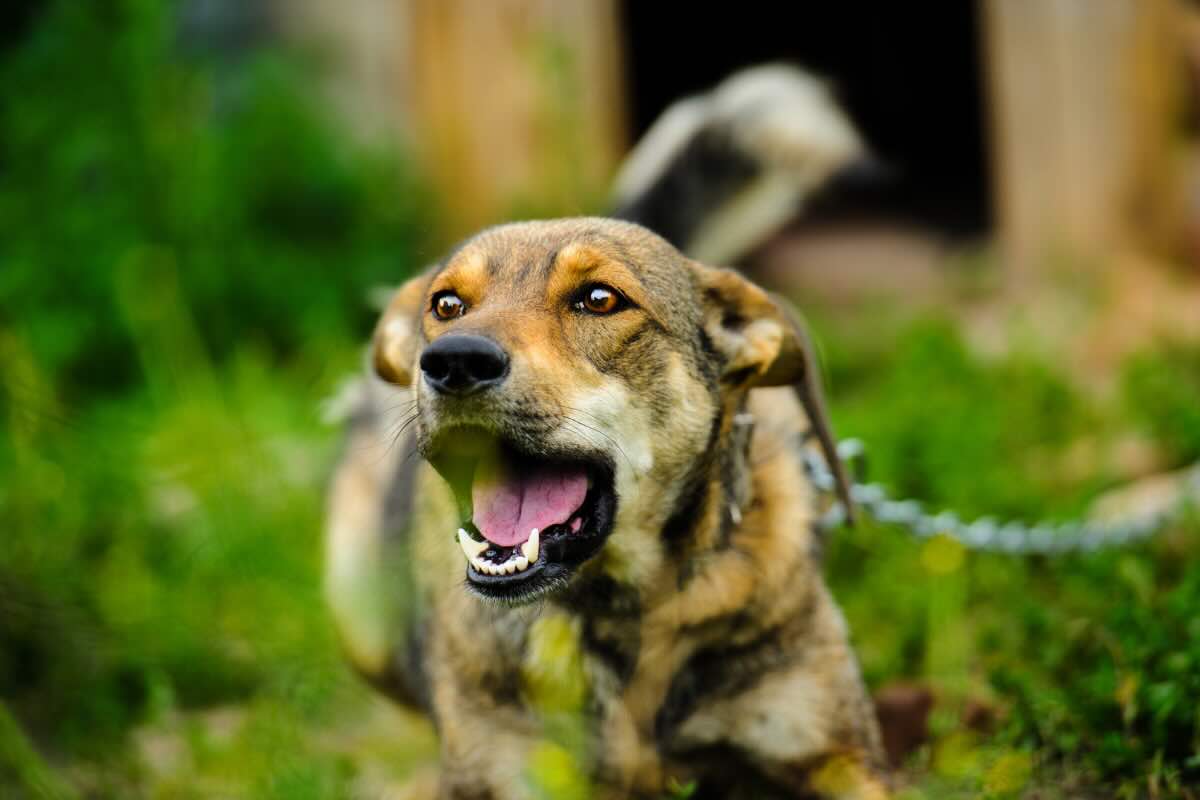 cane