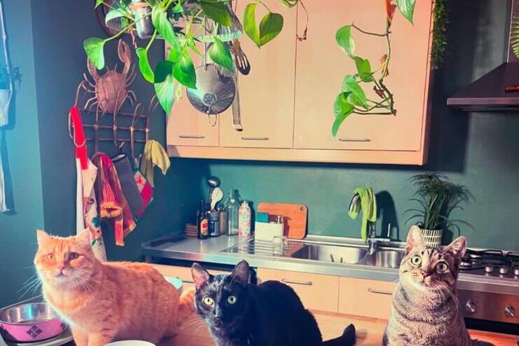 Cucina con gatti