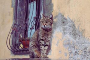 gatto vicino al davanzale