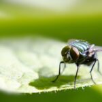 mosca