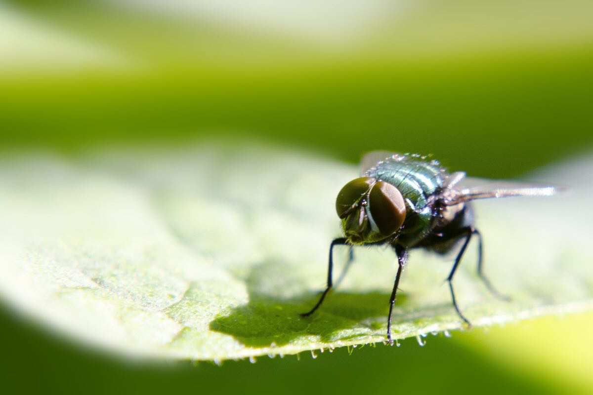 mosca
