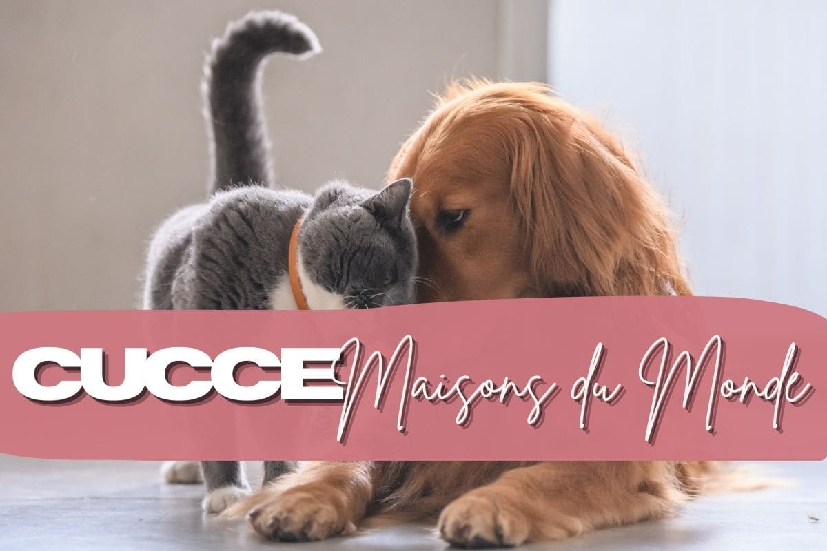 gatto e cane