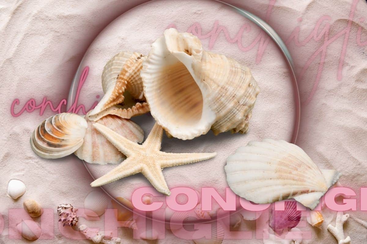 Conchiglie su fondo di salvia con scritte