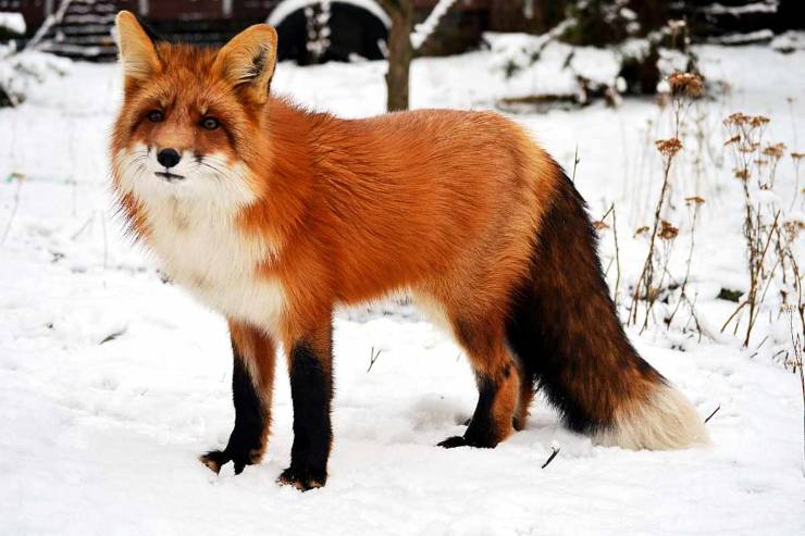 Volpe sulla neve