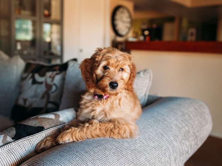 cane nel salotto 