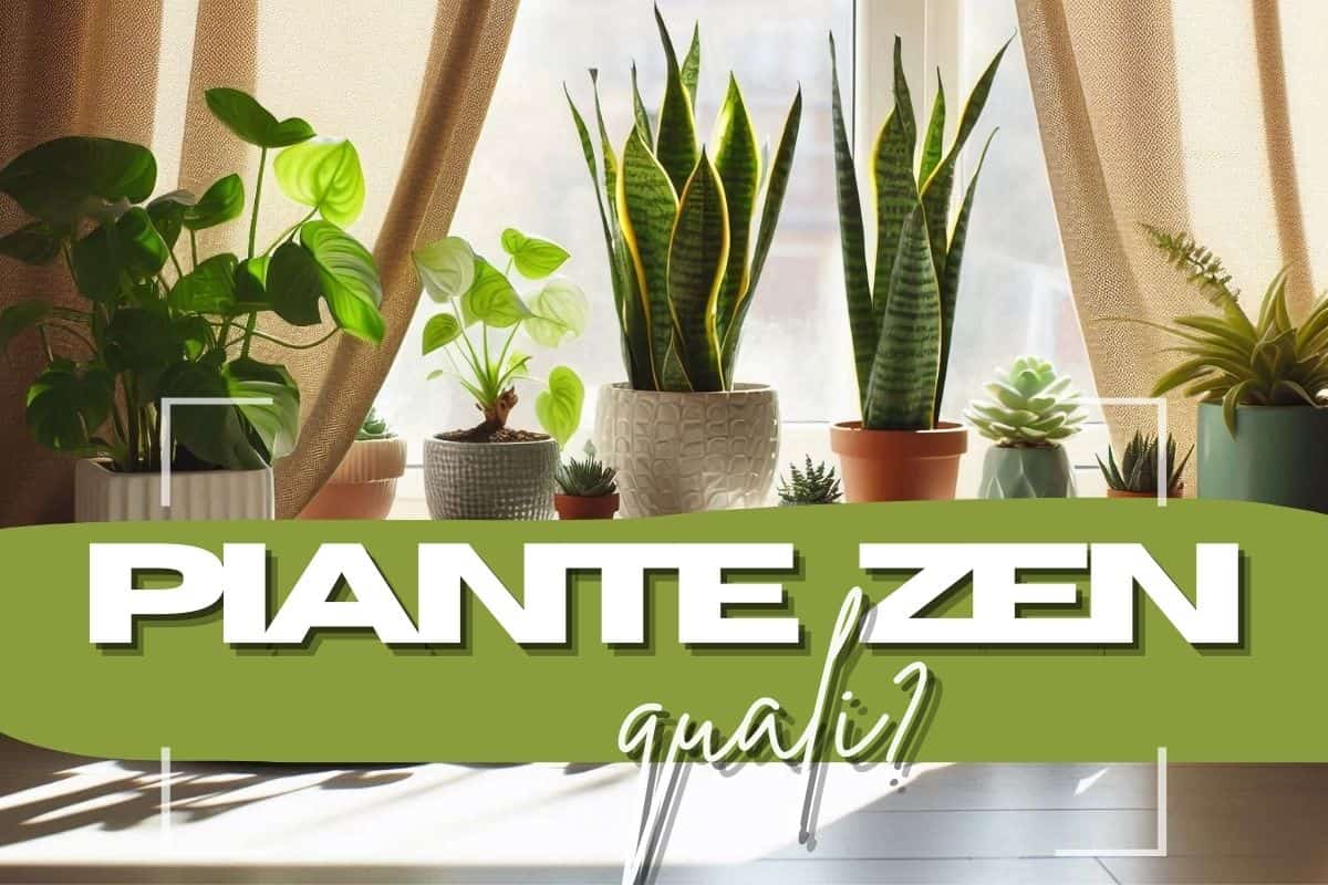 piante in vaso e scritte in primo piano