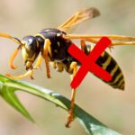 sfondo vespa su foglia e x rossa