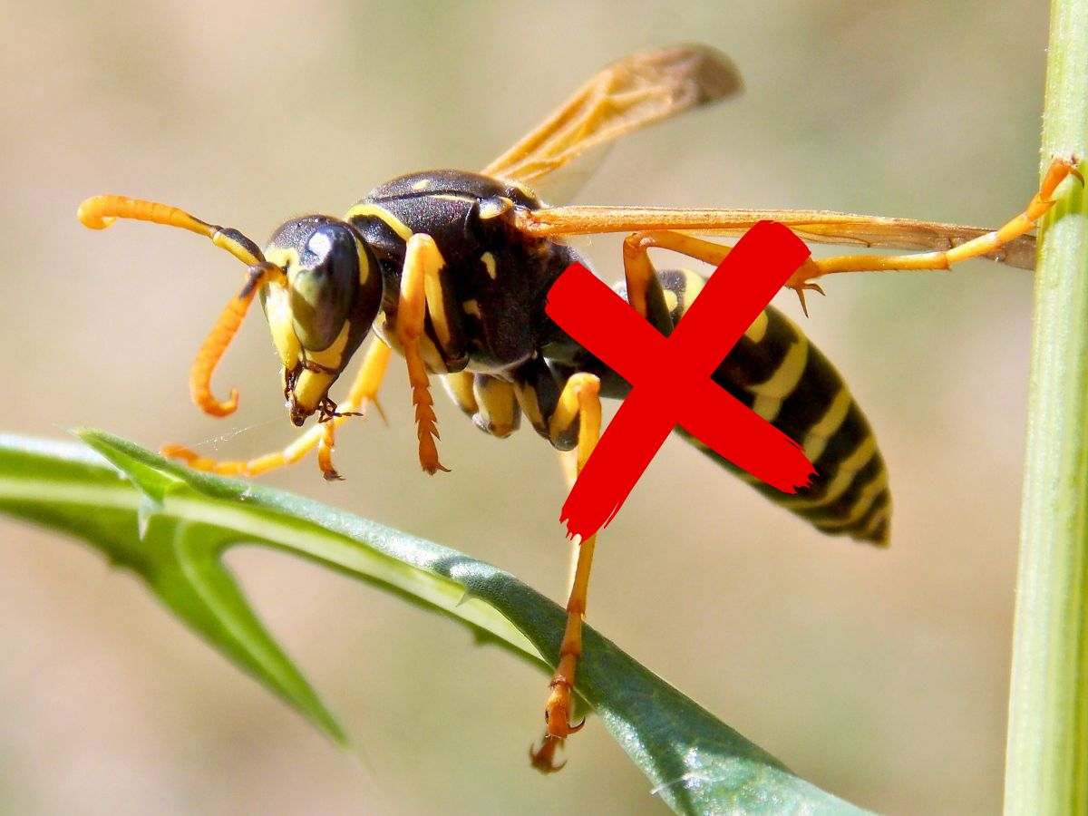 sfondo vespa su foglia e x rossa