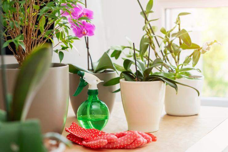 Piante e fiori in perfetta salute con accanto uno spruzzino e un panno