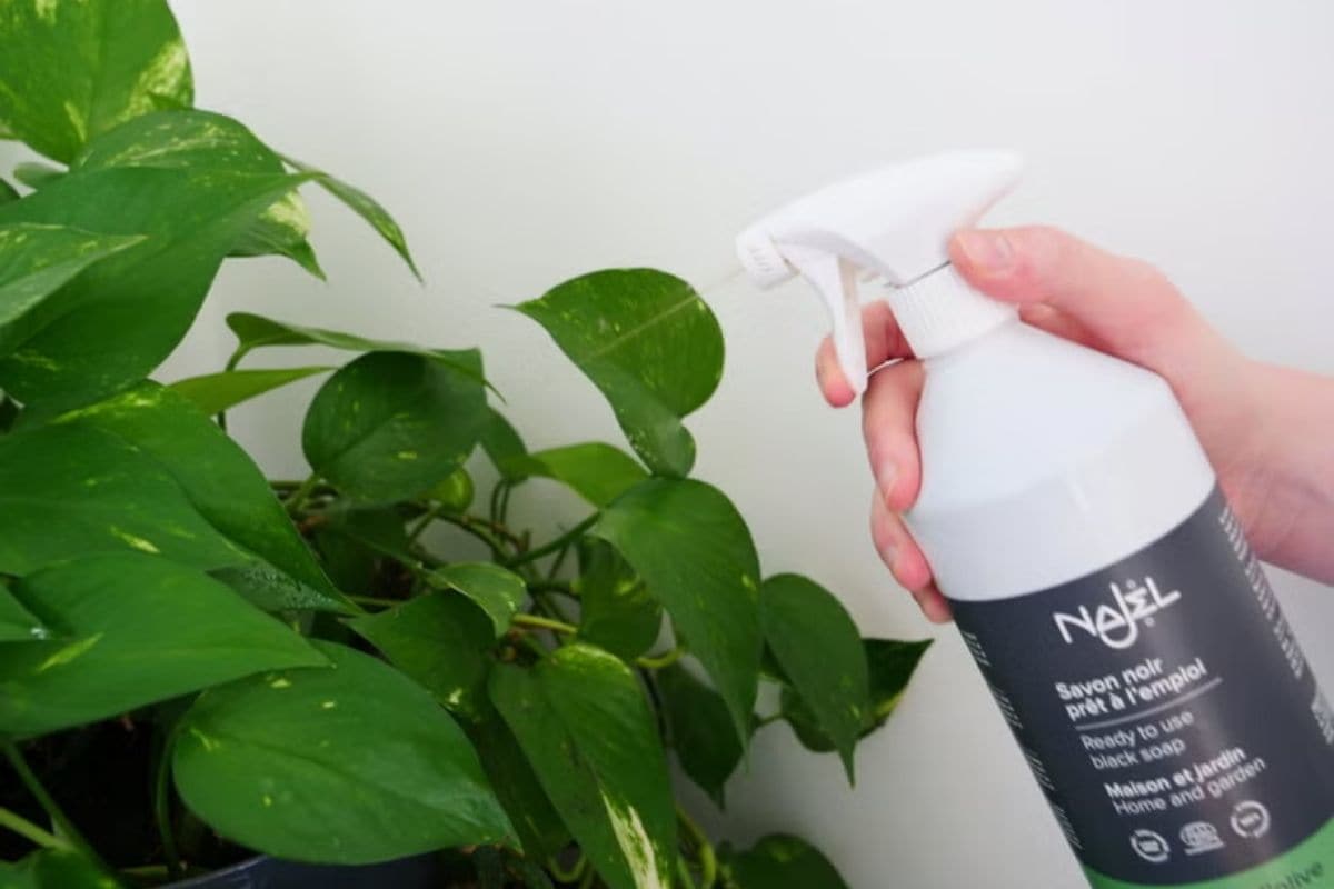 flacone di sapone nero