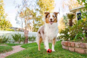 Cane in giardino