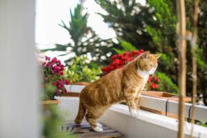 gatto sul balcone