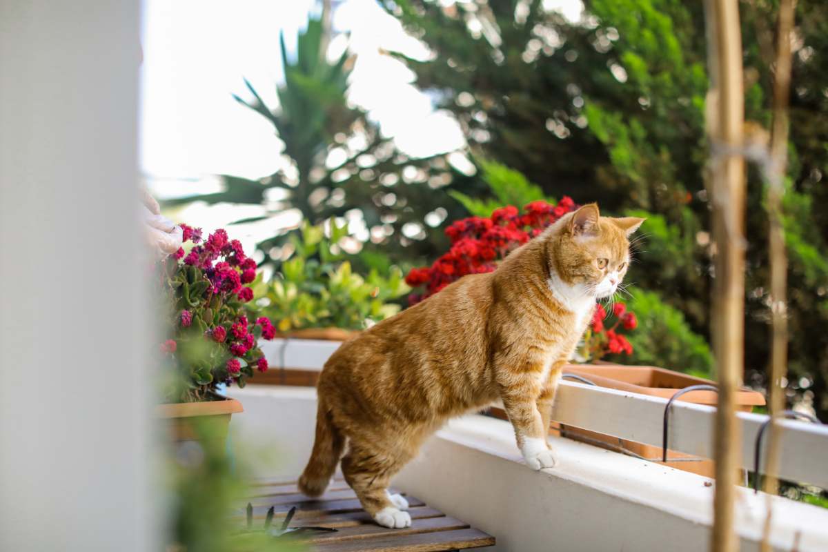 gatto sul balcone