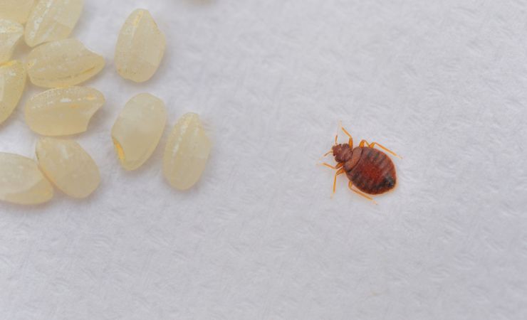 cimice 