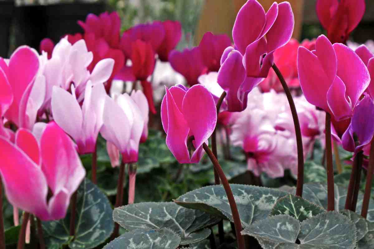 varie piante di ciclamino hanno fiori che resistono al freddo