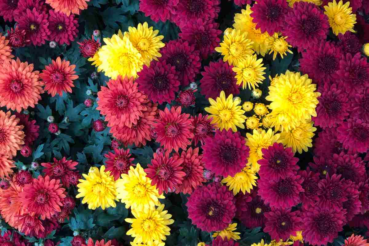 crisantemi colorati in un'aiuola in giardino