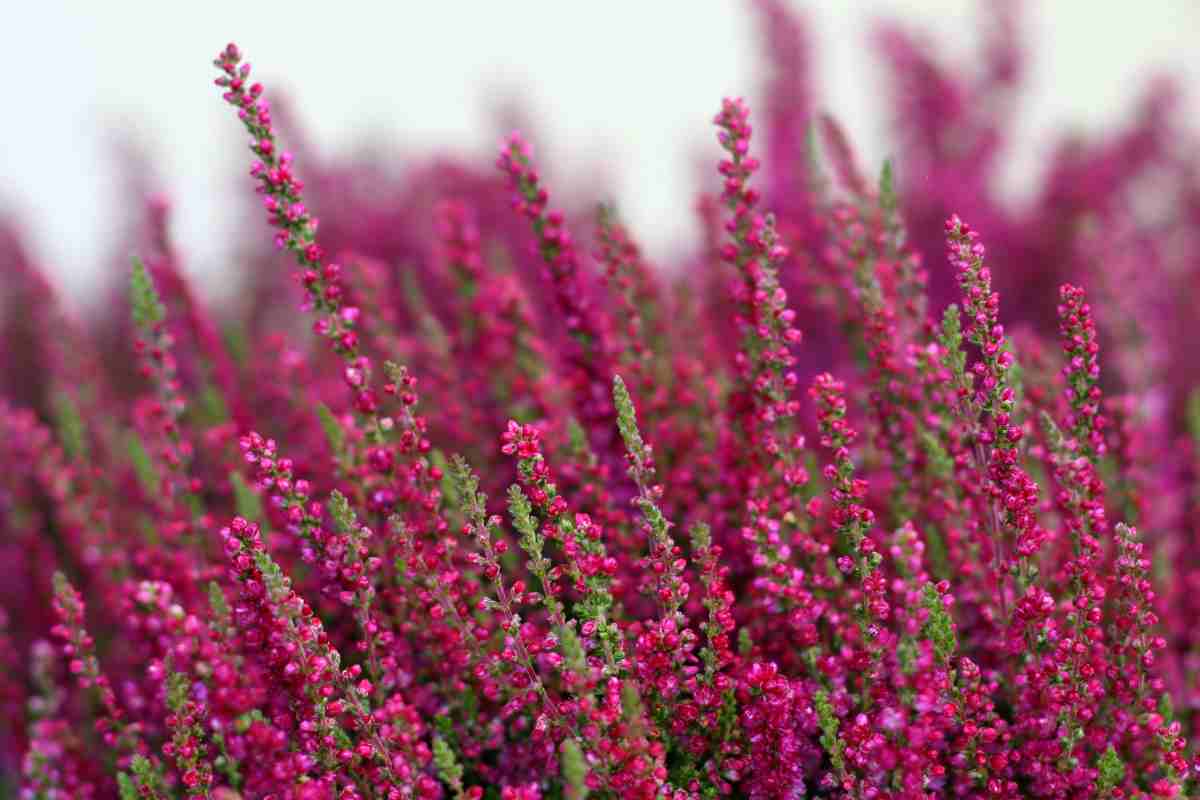 sommità fiorite di piante di erica