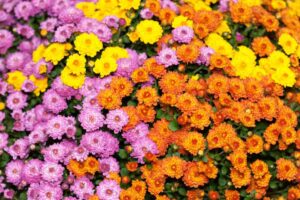 tante varietà di fiori che resistono al freddo