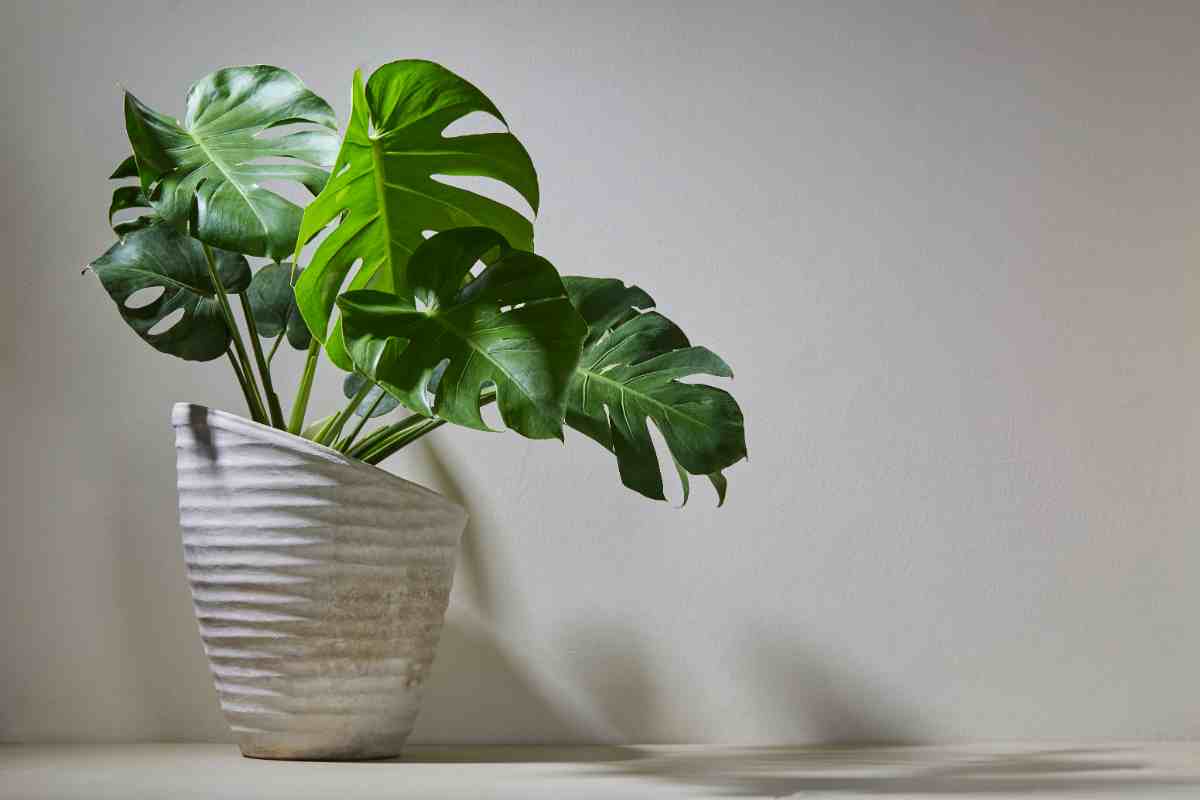una pianta monstera in un vaso bianco