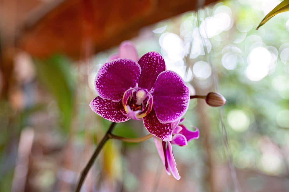 Orchidea