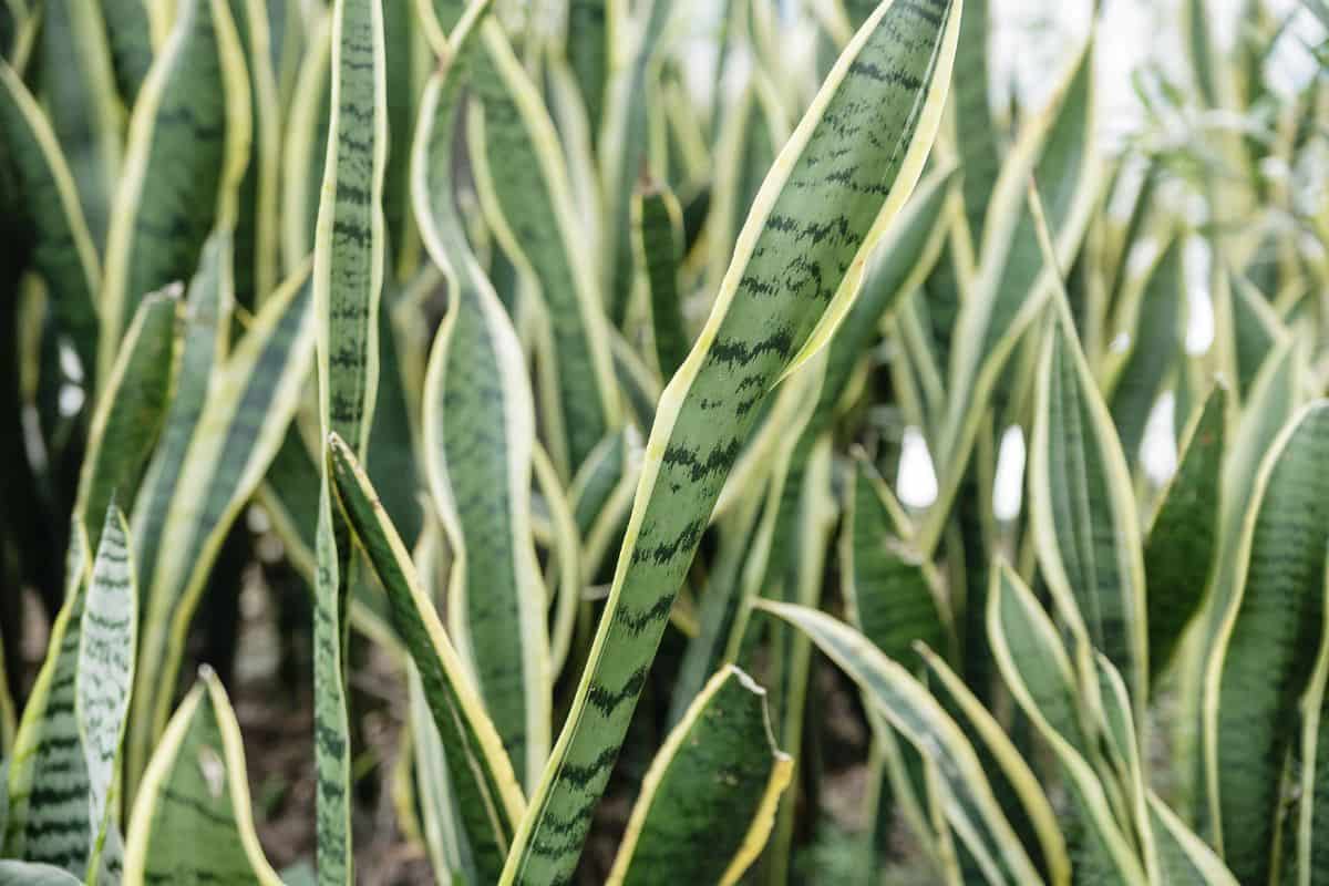 Sansevieria