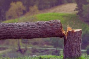 albero tagliato