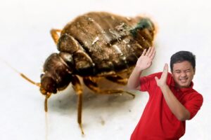 Una cimice asiatica ed una persona spaventata