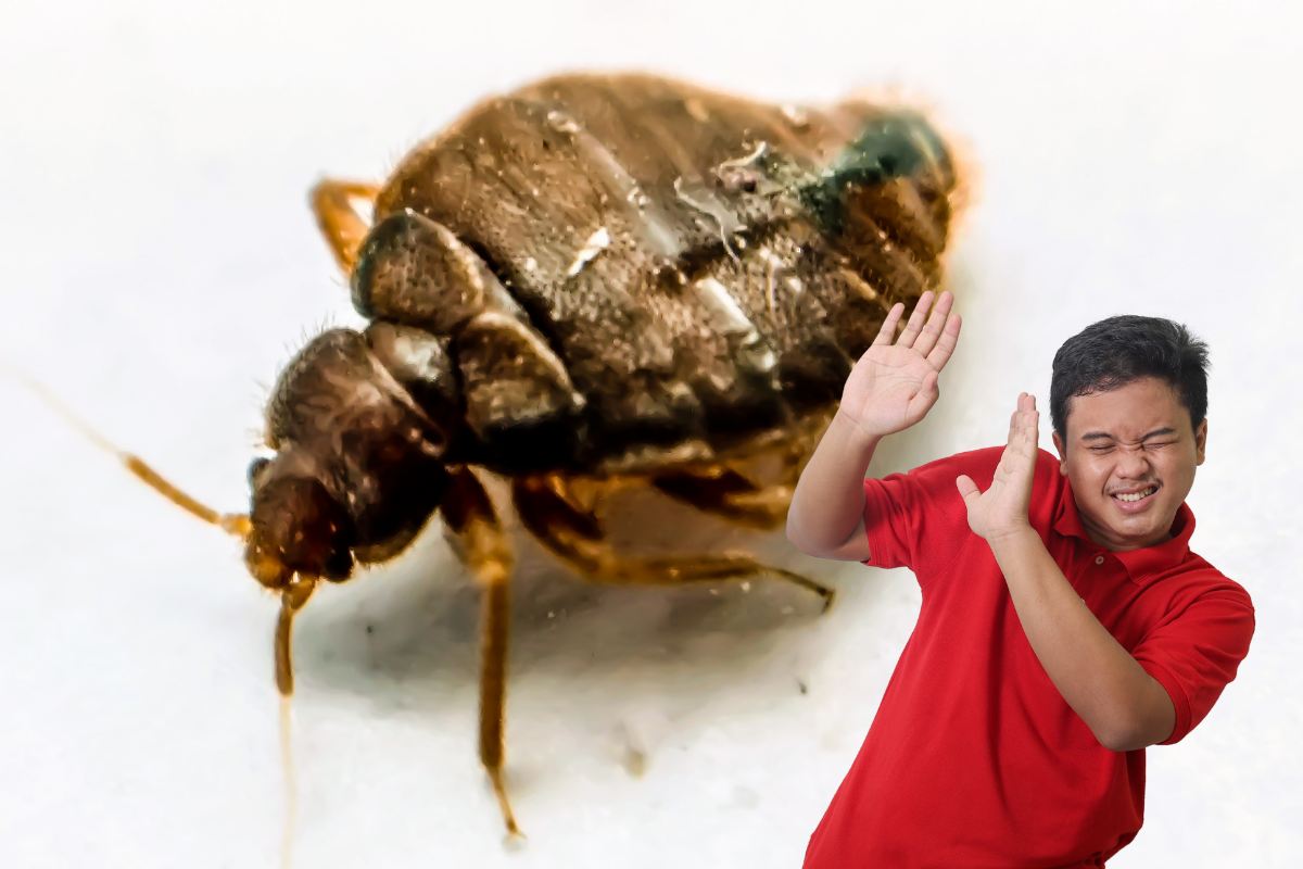 Una cimice asiatica ed una persona spaventata