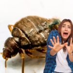 Una cimice ed una persona in primo piano terrorizzata