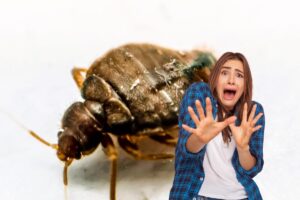 Una cimice ed una persona in primo piano terrorizzata