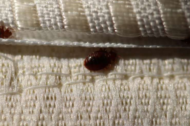 Delle cimici in un materasso della casa