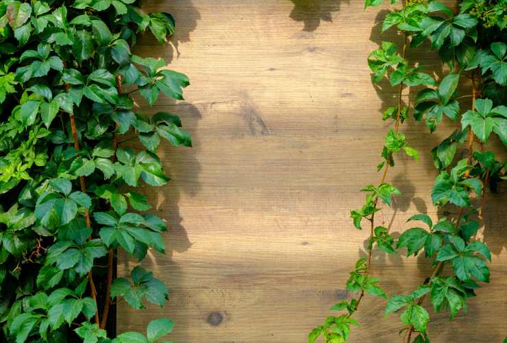 piante su superficie di legno