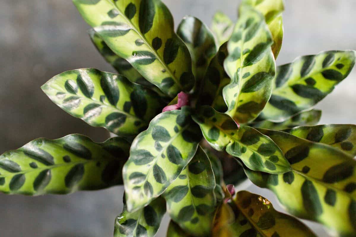 Calathea