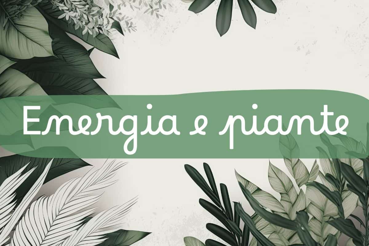 piante e scritta in primo piano