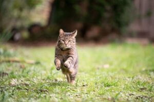 Gatto corre nel prato