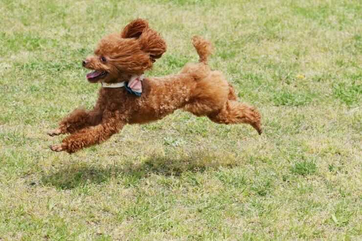 Cane corre nel prato