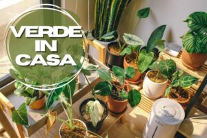 piante in casa