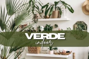 Piante da interno