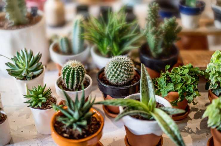 Tanti piccoli cactus
