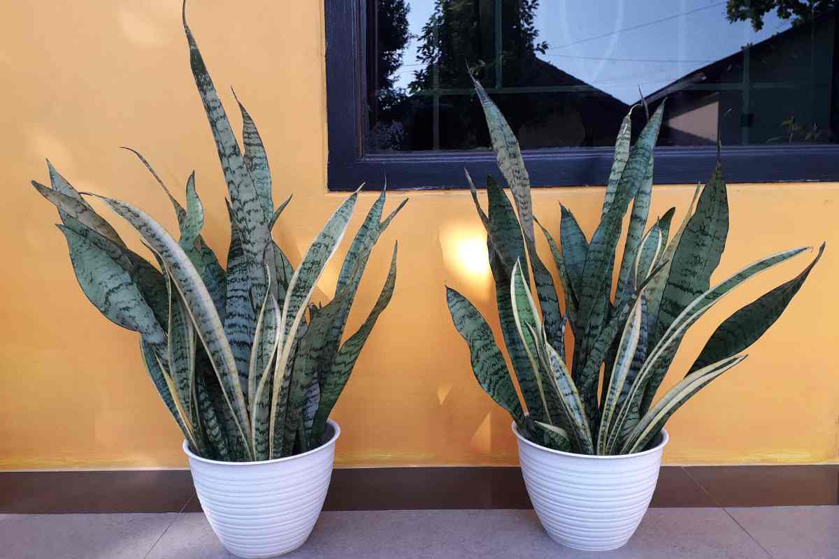 due vasi di lingua di suocera in soggiorno